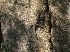 Tropidurus etheridgei