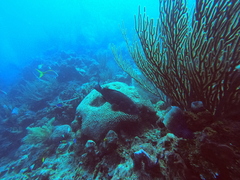 Mycteroperca bonaci