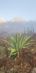 Agave aurea