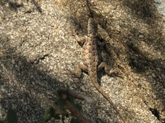 Tropidurus etheridgei