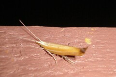 Ypsolopha blandella