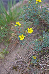 Dasiphora fruticosa