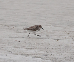 Calidris pusilla