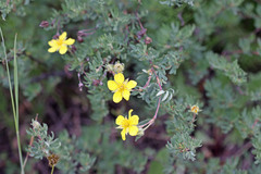 Dasiphora fruticosa