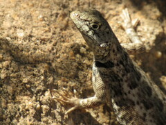 Tropidurus etheridgei