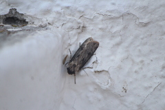 Agrotis malefida