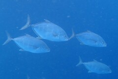 Ferdauia ferdau