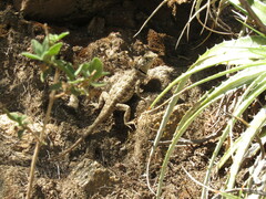 Tropidurus etheridgei