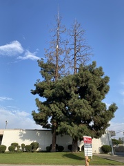 Pinus canariensis