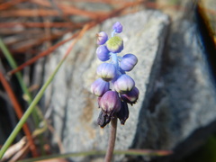 Muscari inconstrictum