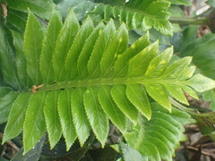 Asplenium obtusatum