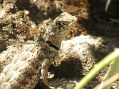 Tropidurus etheridgei