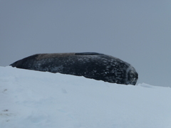 Leptonychotes weddellii