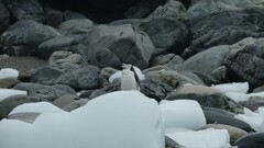 Pygoscelis antarcticus