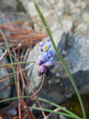 Muscari inconstrictum