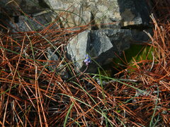 Muscari inconstrictum