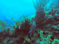 Mycteroperca bonaci