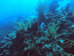 Mycteroperca bonaci