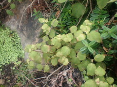 Fuchsia perscandens
