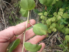 Fuchsia perscandens