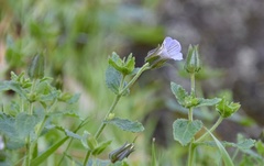 Campanula hortelensis