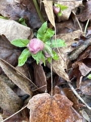 Helleborus orientalis