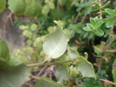 Fuchsia perscandens