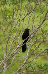 Crotophaga ani