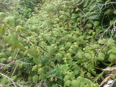 Fuchsia perscandens