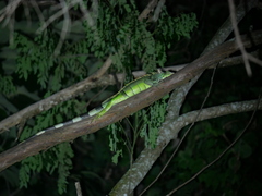 Iguana iguana