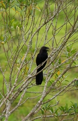 Crotophaga ani