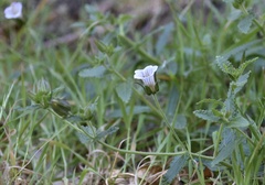 Campanula hortelensis