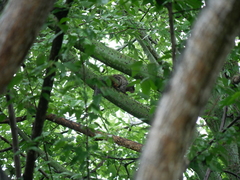 Sciurus stramineus