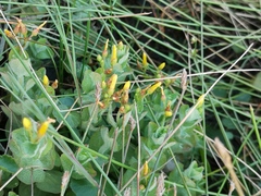 Hypericum elodes