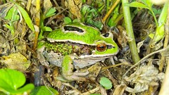 Gastrotheca riobambae