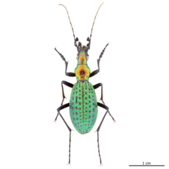 Acoptolabrus