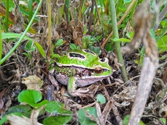 Gastrotheca riobambae