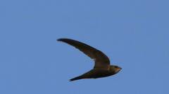 Apus pallidus