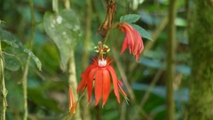Passiflora vitifolia