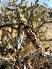 Cylindropuntia acanthocarpa