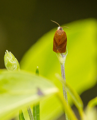 Cacoecimorpha pronubana