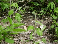 Medopheos edracanthus