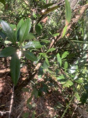 Persea borbonia