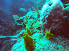 Siphonodictyon coralliphagum