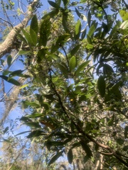 Persea borbonia