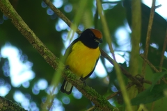 Euphonia anneae
