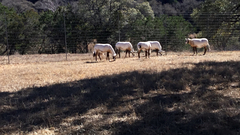 Oryx leucoryx