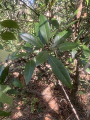 Persea borbonia