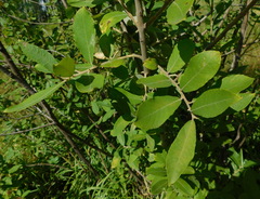 Salix cinerea