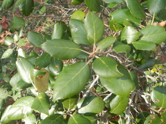 Quercus alnifolia